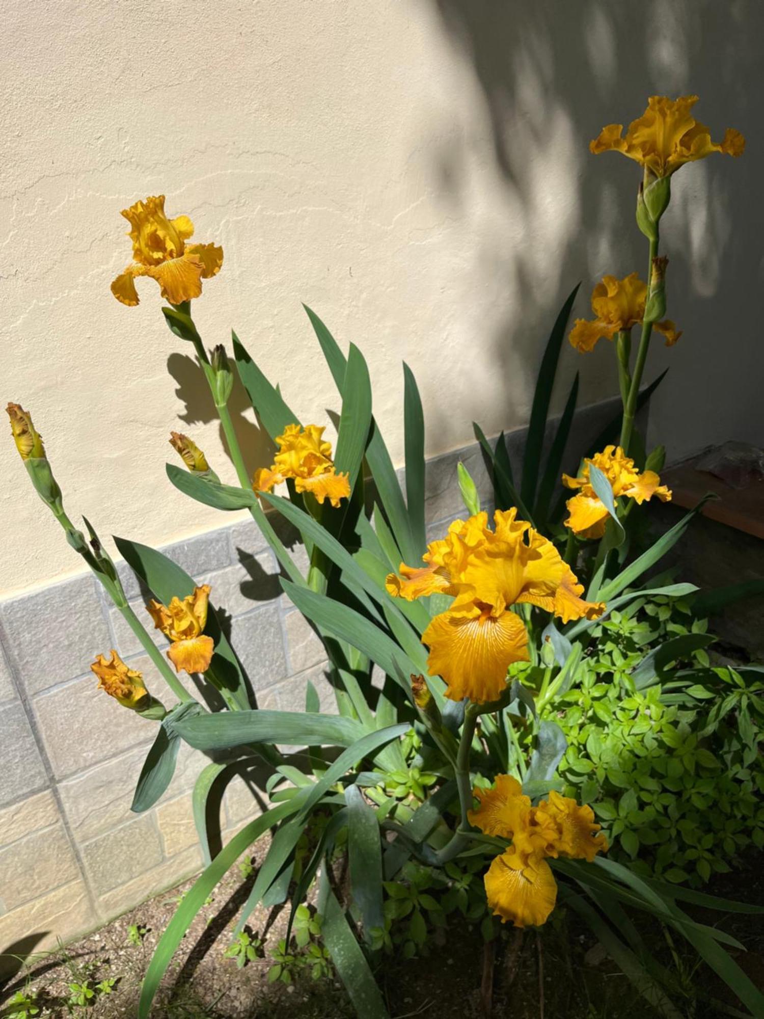 Dalu Florence Apartment Davide - Private Car Park 15 Minutes To The City Center Buitenkant foto